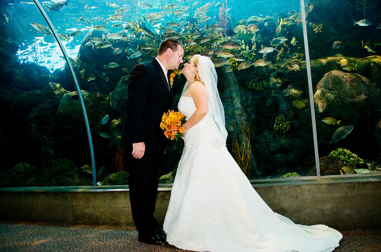 Florida Aquarium Tampa Wedding Pictures