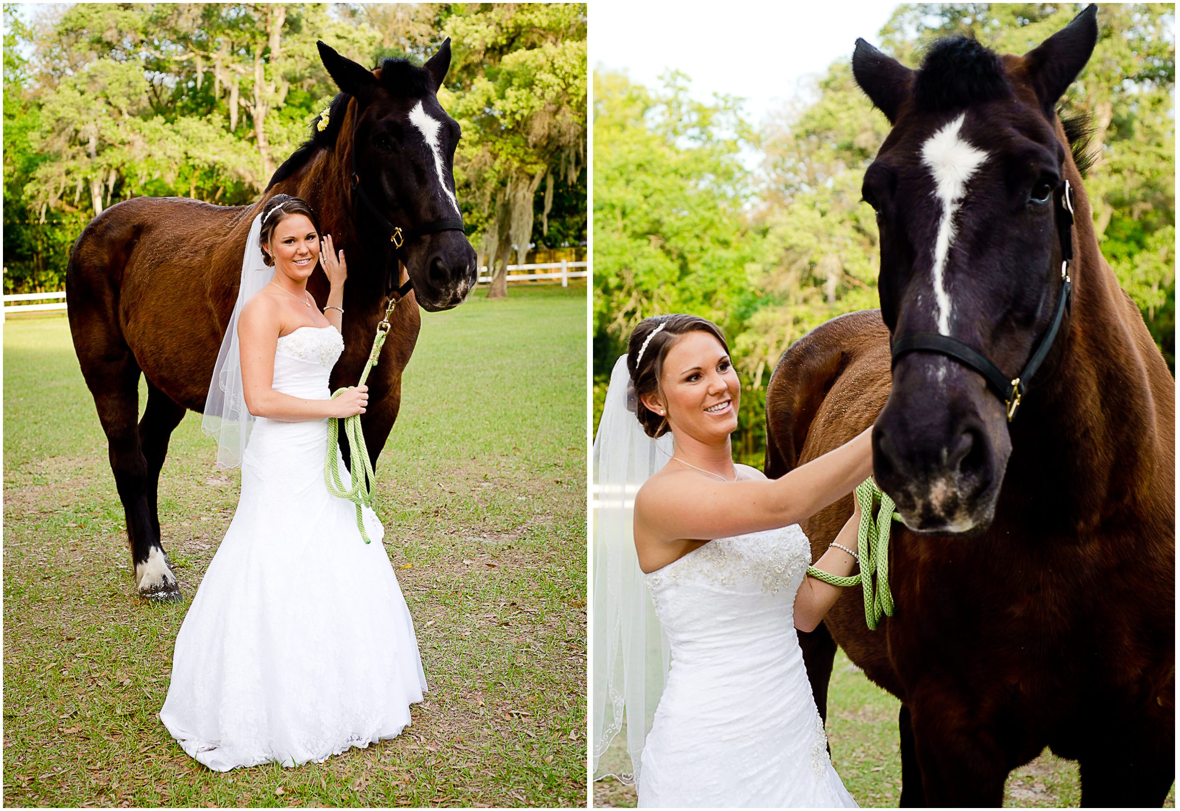 horse wedding pictures tampa